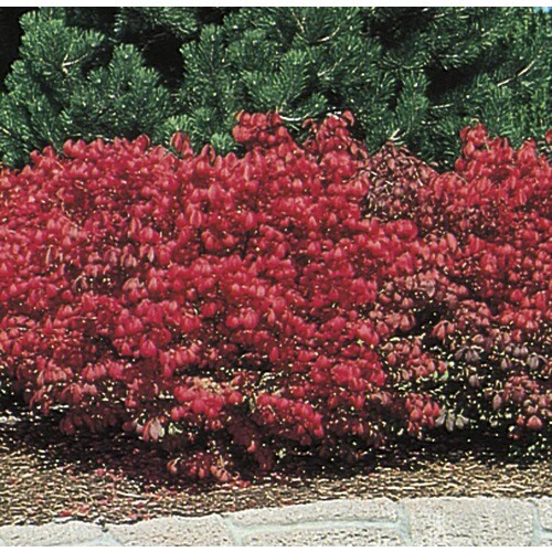Dwarf Burning Bush Foundation/Hedge Shrub in Pot (With Soil) (L1009) in