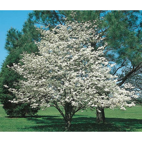 3.25-Gallon White Dogwood Flowering Tree in Pot (With Soil ...