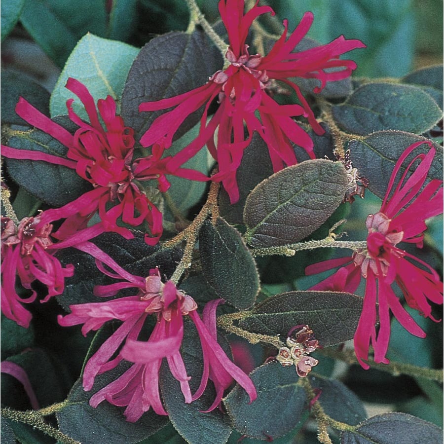 Pink Chinese Fringeflower Accent Shrub in Pot (With Soil