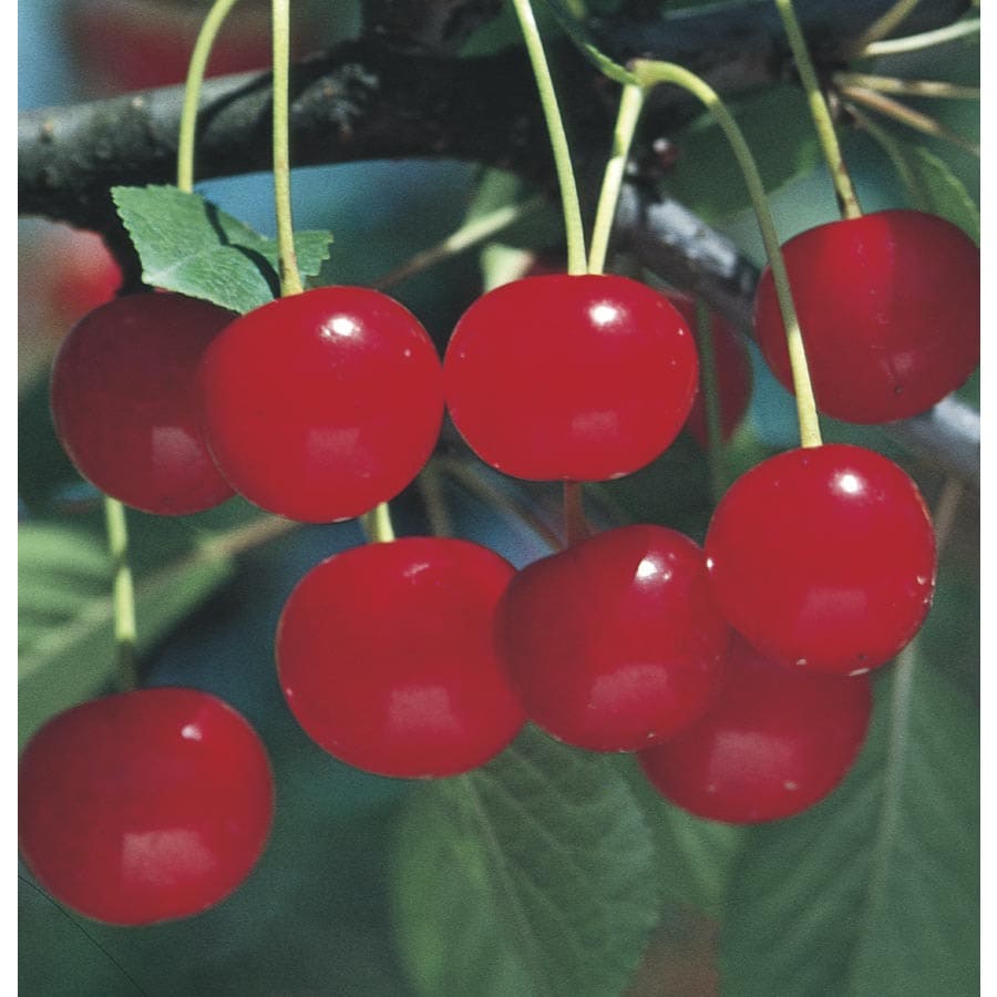 Prunus Cerasus 'Montmorency' Tree (L1400) at Lowes.com