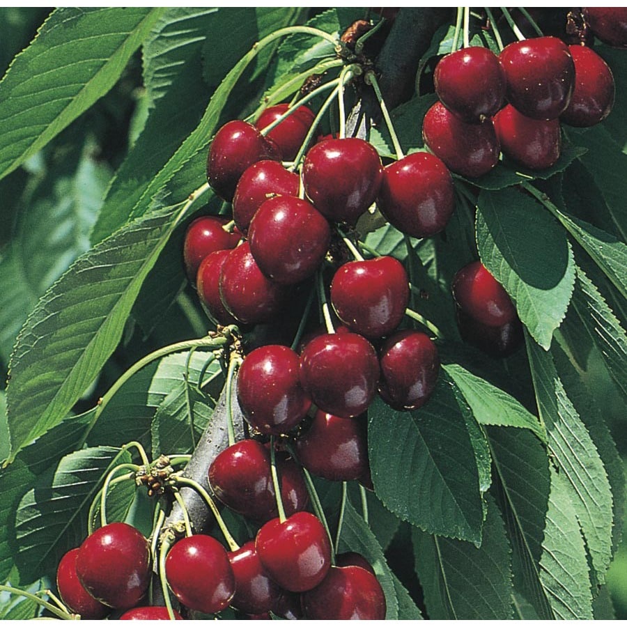 3.74-Gallon North Star Cherry Tree (L4546) at Lowes.com