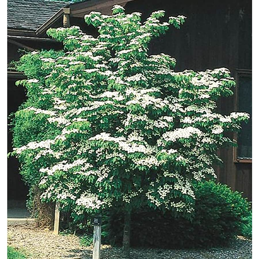 3.25-Gallon White Kousa Dogwood Flowering Tree in Pot (With Soil) (L1140)