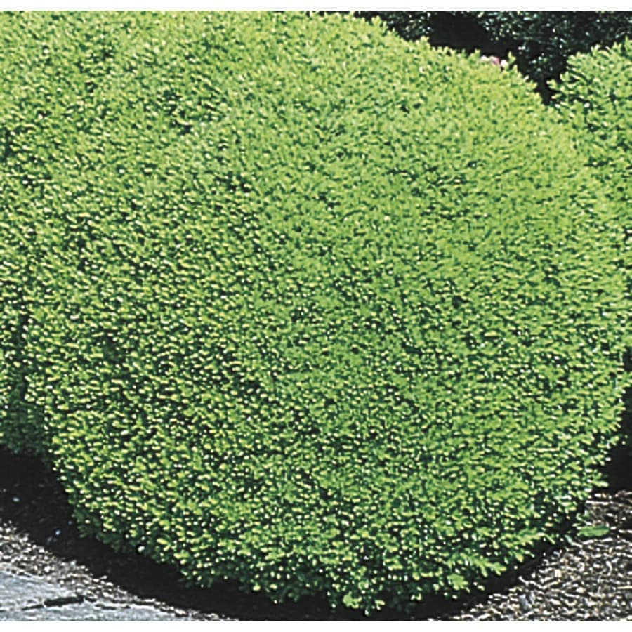 Green Mountain Boxwood Foundation/Hedge Shrub in Pot (With Soil) (L7204