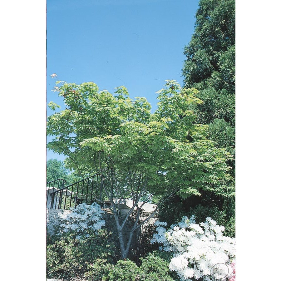 maple tree lowes shop 13 gallon japanese maple feature tree l4163 at lowes maple tree lowes shop 13 gallon japanese maple feature tree l4163 at lowes