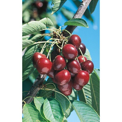 Prunus Avium 'Stella' Tree (L10481) in the Fruit Plants department at ...