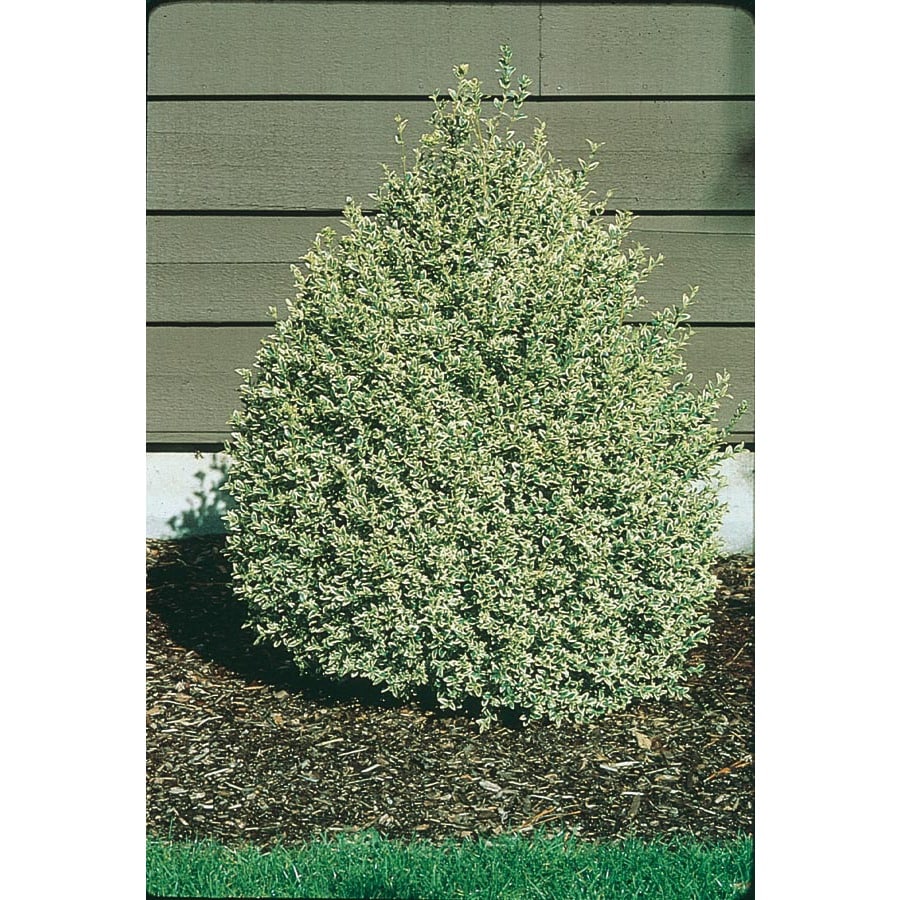 Shop 2.5Quart Variegated Boxwood Foundation/Hedge Shrub (L10824) at