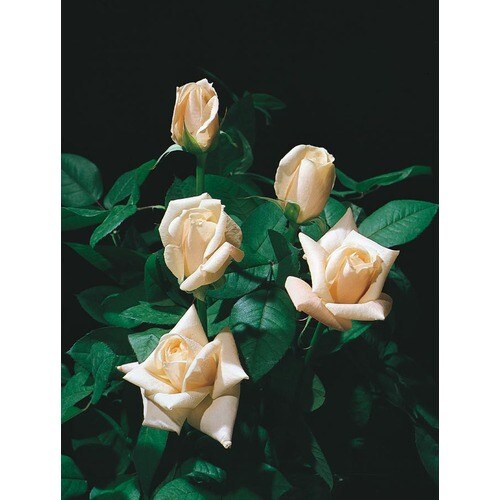 in Pink Diana, Princess Of Wales Rose (L4626) in the Roses department