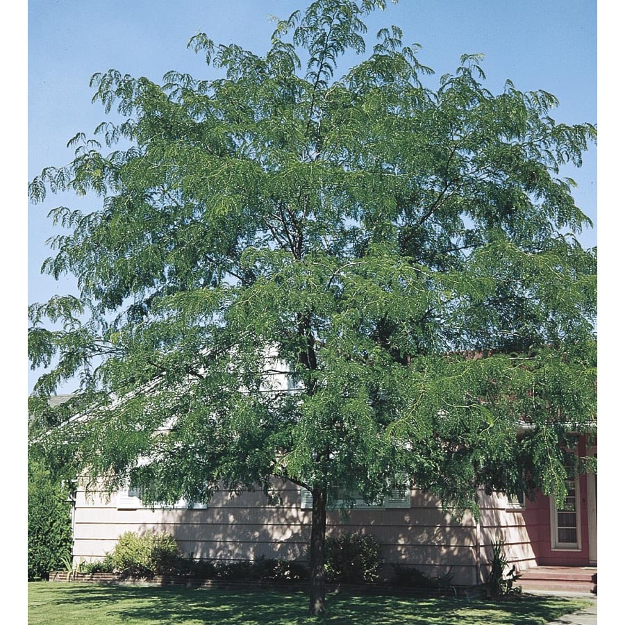 shop 6 08 gallon thornless honeylocust shade tree l4491 lowe s christmas trees