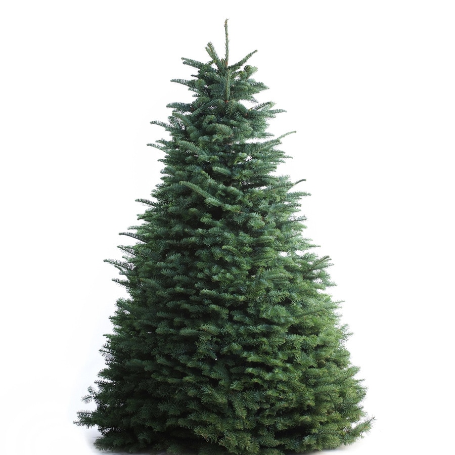 7-ft to 8-ft Fresh-Cut Noble Fir Christmas Tree at Lowes.com