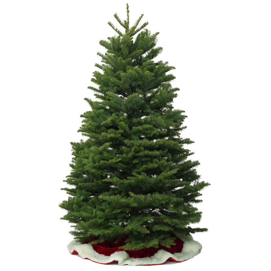 1112ft FreshCut Noble Fir Christmas Tree Unlit at