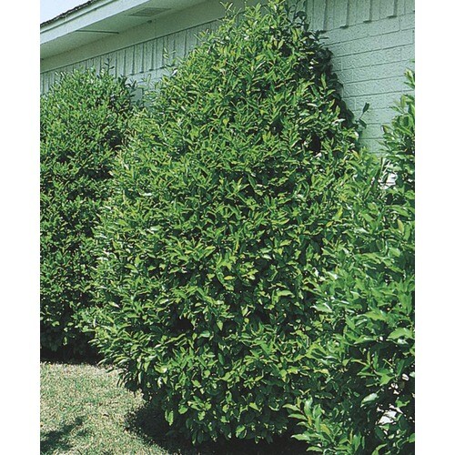 10.25-Gallon Carolina Cherry Laurel Screening Tree (L11188 ...