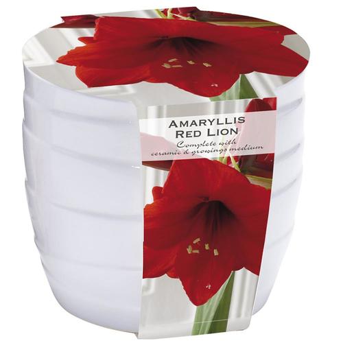 Amaryllis Bulbs in the Plant Bulbs department at