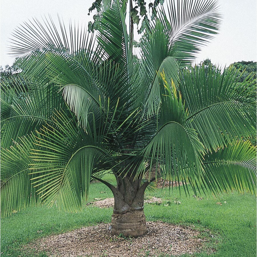 In Majesty Palm Ltl0062 At Forpros Com