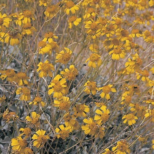 Yellow Brittle Bush Accent Shrub in Pot (With Soil) (L11718) at