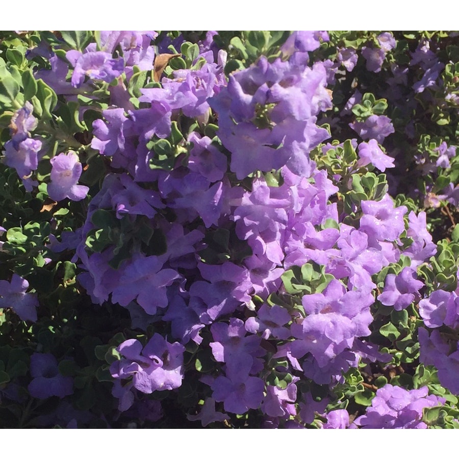 bush with purple flowers