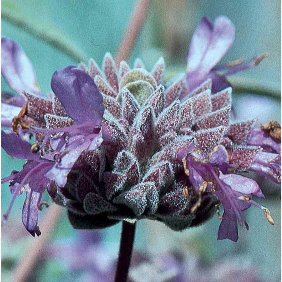 2.25Gallon in Pot Cleveland Sage (L14942) at