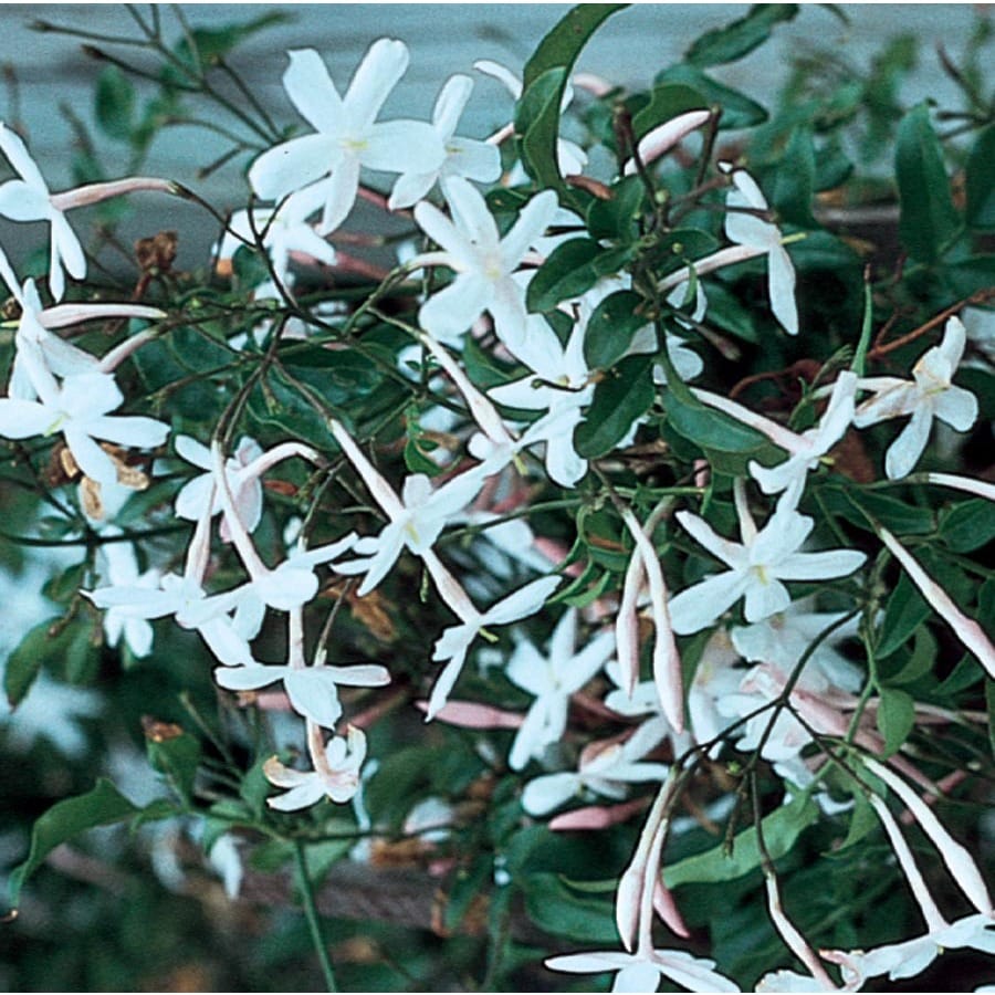 Pink Jasmine (L3066)