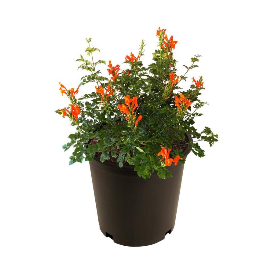 2.65-Gallon Multicolor Esperanza Flowering Shrub in Pot (L9986) at ...