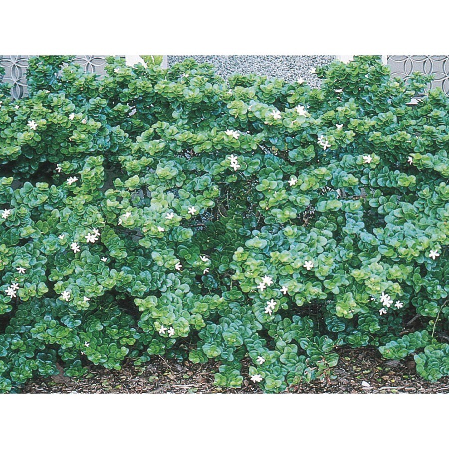 2.5-Quart White Boxwood Beauty Natal Plum Foundation/Hedge Shrub in Pot (L7491)