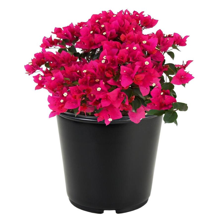 2.25-Gallon Multicolor Hybrid Bougainvillea Flowering Shrub in Pot ...