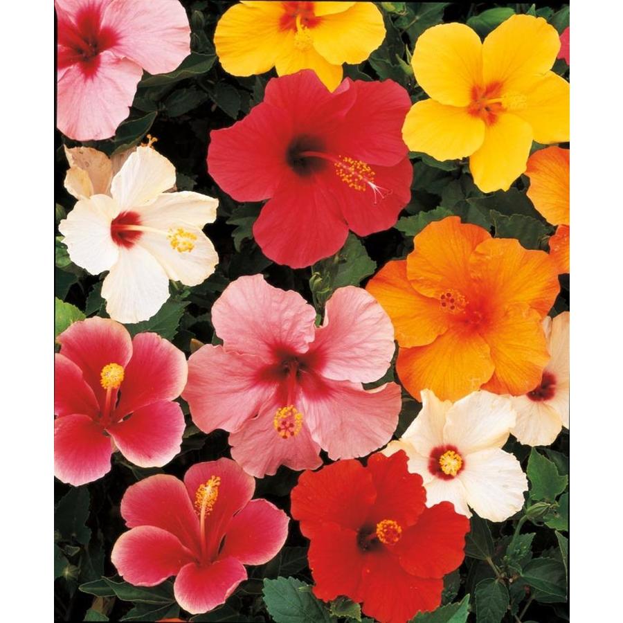 3.38-Gallon Multicolor Tradewinds Hibiscus Flowering Shrub in Pot (L0177) at Lowes.com