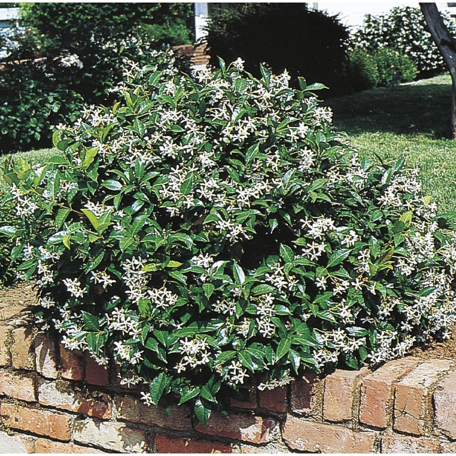 White Confederate/Star Jasmine Flowering Shrub in Pot (With Soil) (L9595)