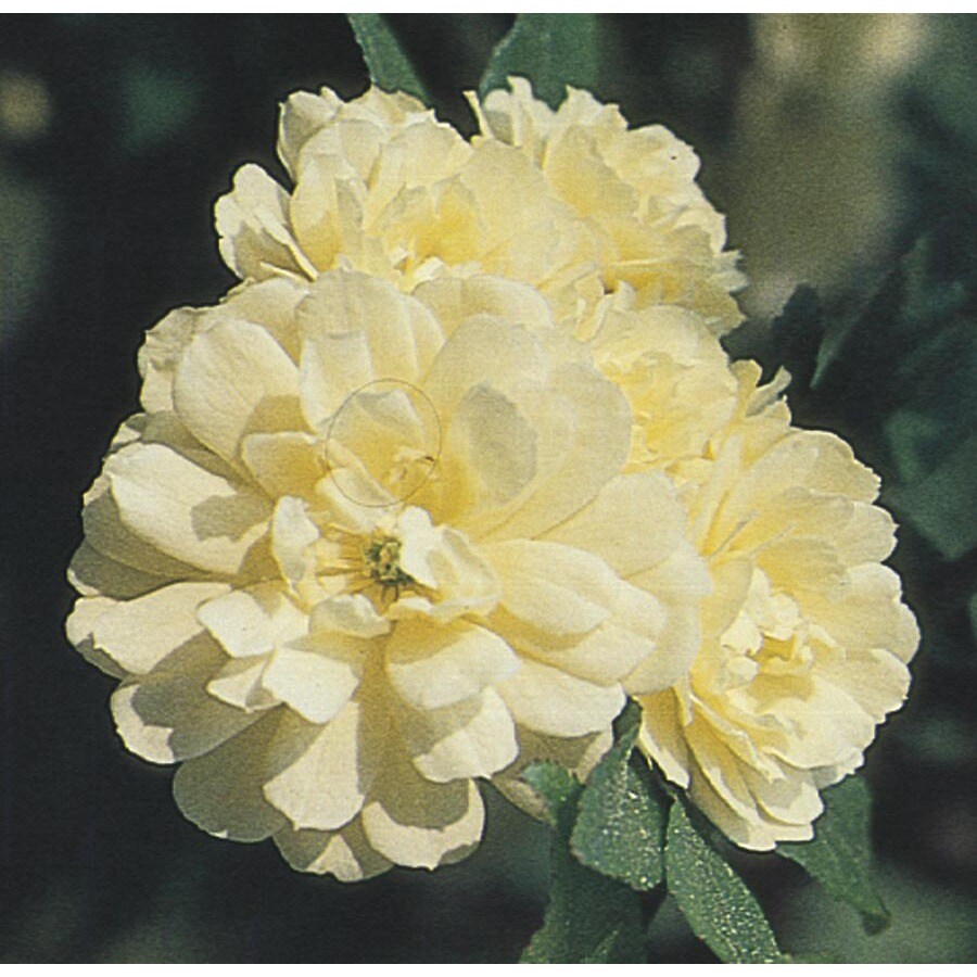 In Yellow Yellow Lady Bank's Rose (L9769) at