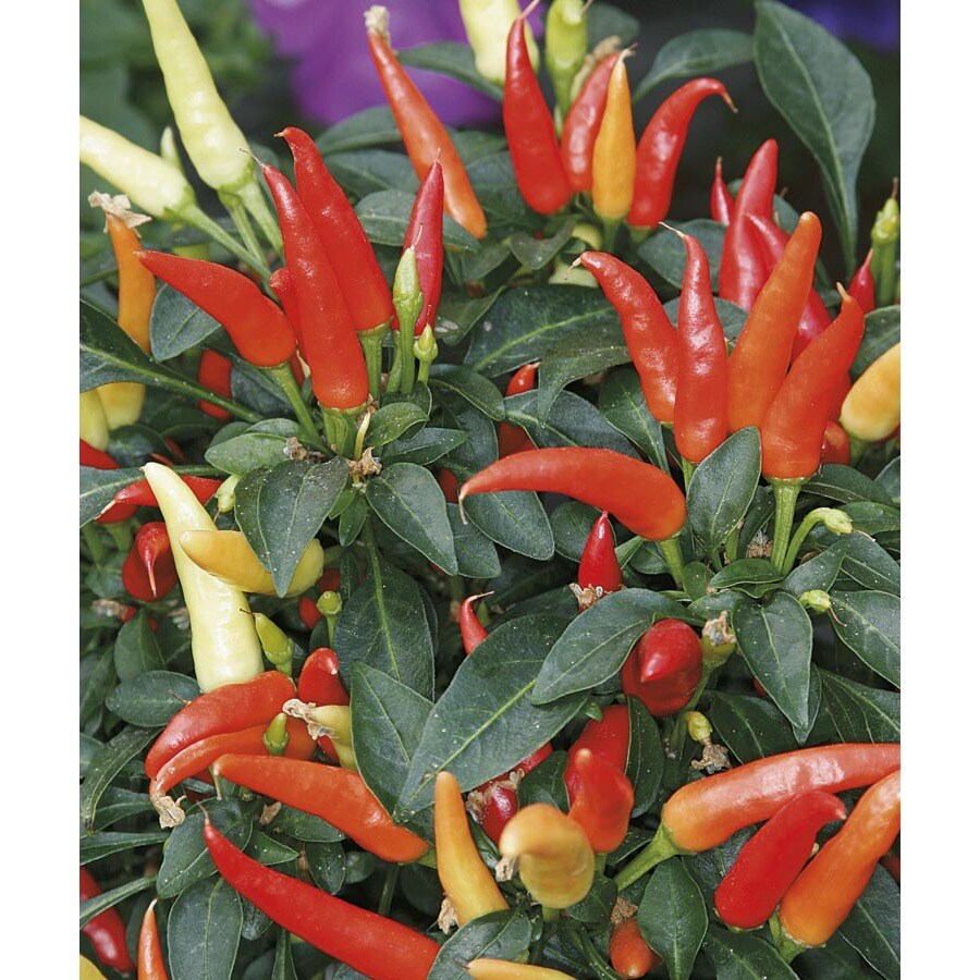 1.25Quart Insignificant Ornamental Pepper (L9728) at
