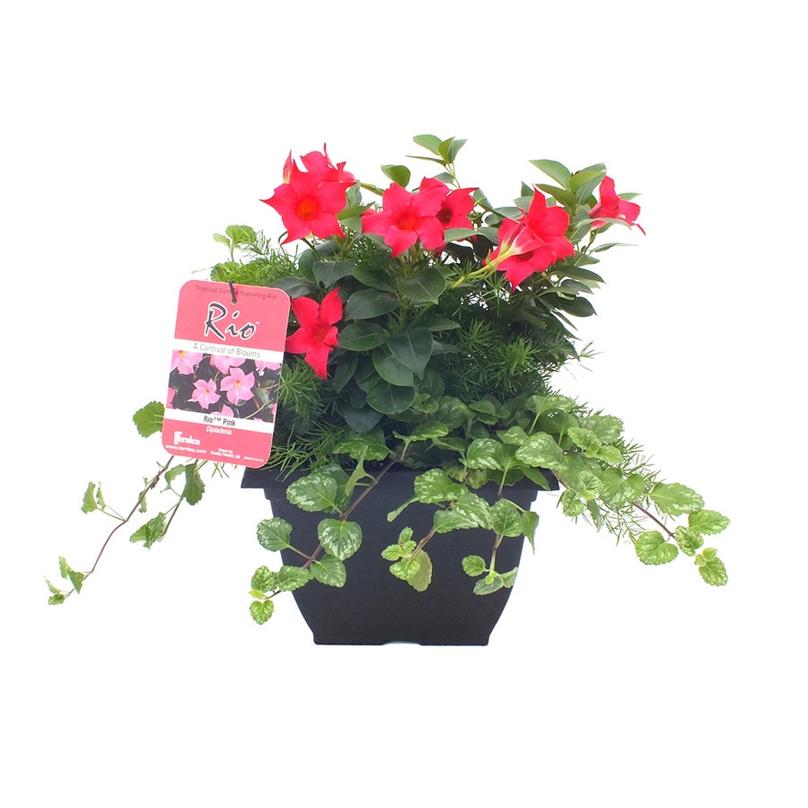 Lawn and Garden Products Plants & Planters at