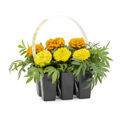6 Pack Multicolor African Marigold In Tray L16569 At Lowes Com