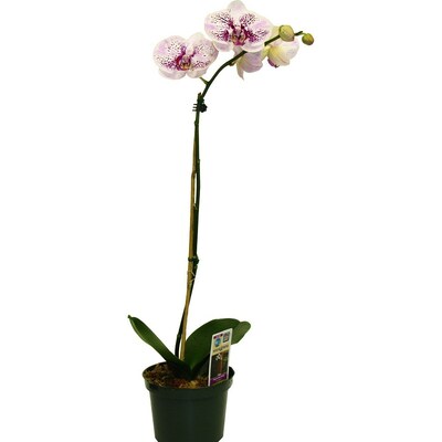 Better Gro Purple Orchid In 002 At Lowes Com