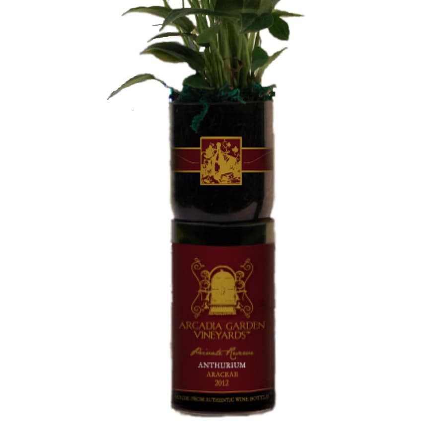dieffenbachia light Dieffenbachia Panther main image 0