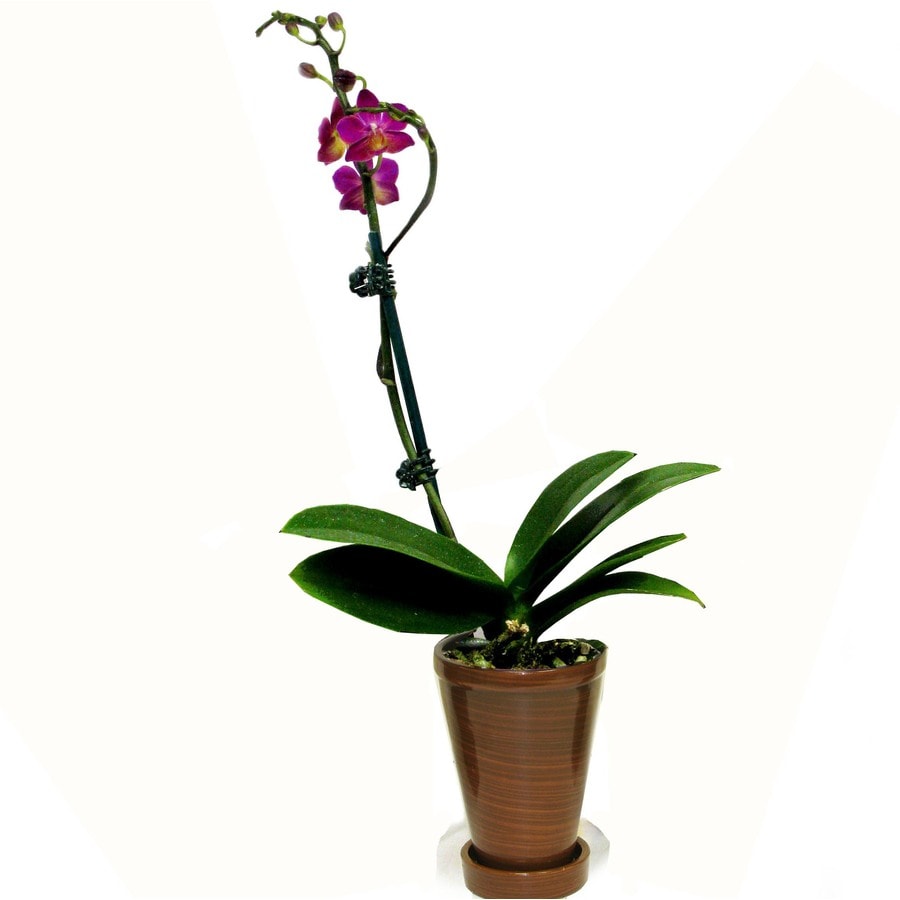 Better-Gro 23526 Purple Orchid House plant