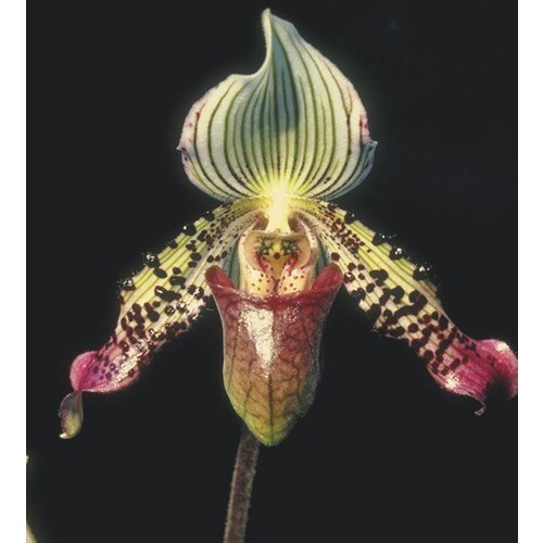 Mixed Lady's Slipper Orchid (L01515hp 