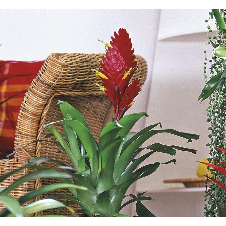 House Plants at