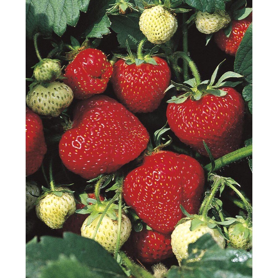 09618 Tristar Everbearing Strawberry Plant