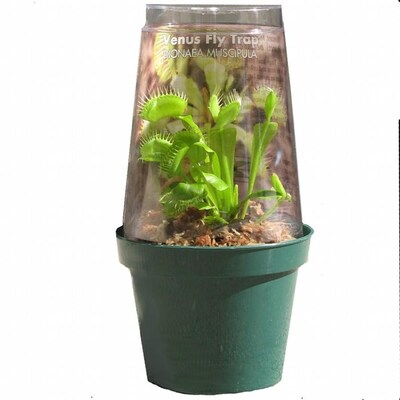 Gubler 6 Oz Carnivorous Plant In Plastic Pot Greenhouse At Lowes Com