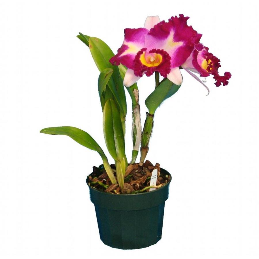 Gubler 1-Quart Mixed Orchid Queen in Plastic Pot (Orchid) at Lowes.com