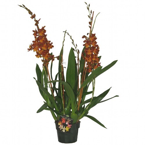 Gubler 1.56Quart Mixed Intergeneric in Plastic Pot (Orchid) in the House Plants department at