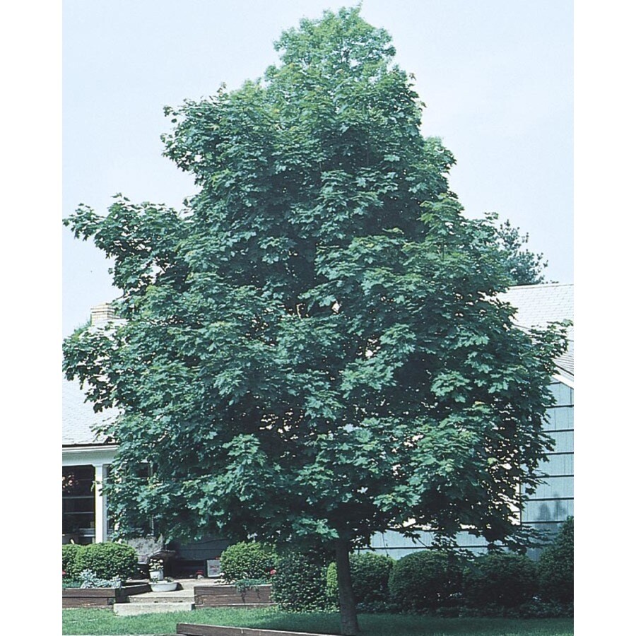 8.9-Gallon Yellow Emerald Queen Norway Maple Shade Tree in Pot (L1014)