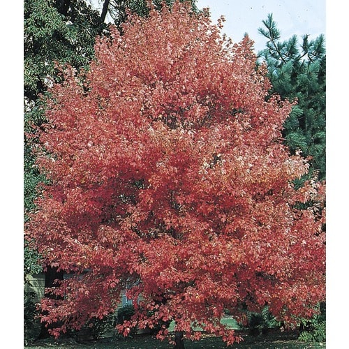 8-Gallon Autumn Fantasy Red Maple Shade Tree in Pot (L8500 ...