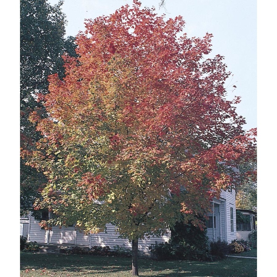 maple tree lowes shop 8 9 gallon fall sugar maple shade tree lw02874 at lowes maple tree lowes shop 8 9 gallon fall sugar maple shade tree lw02874 at lowes