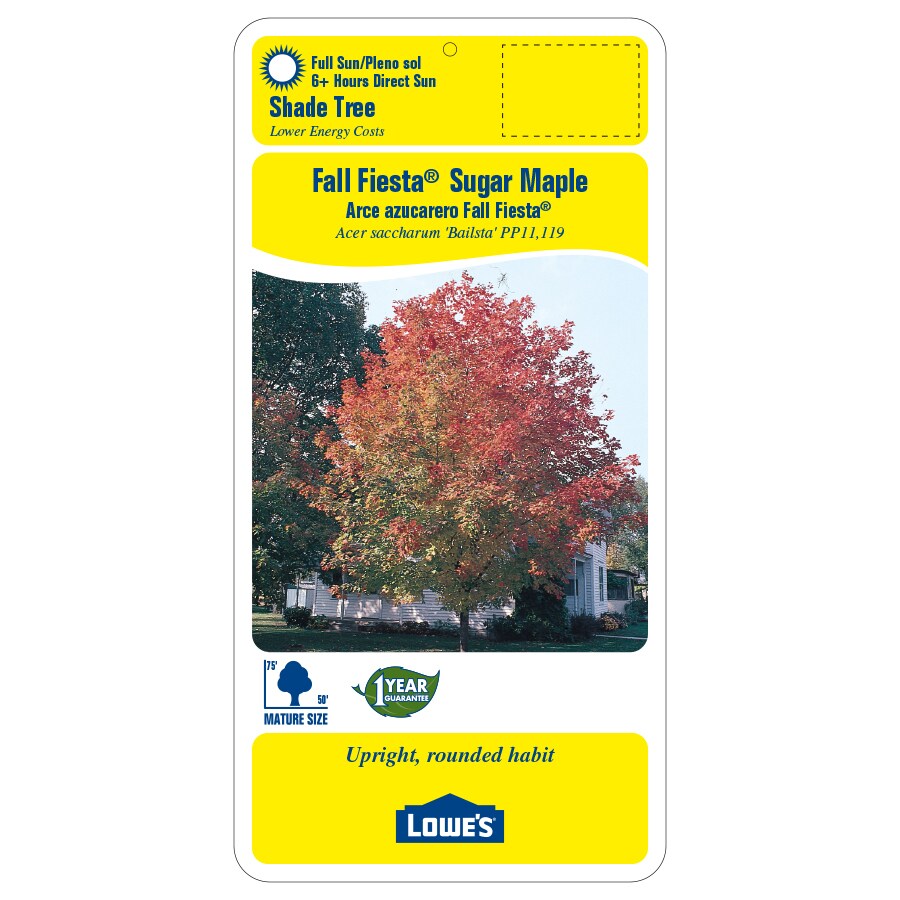 Shop 8.9-Gallon Fall Fiesta Sugar Maple Shade Tree (Lw02874) at Lowes.com