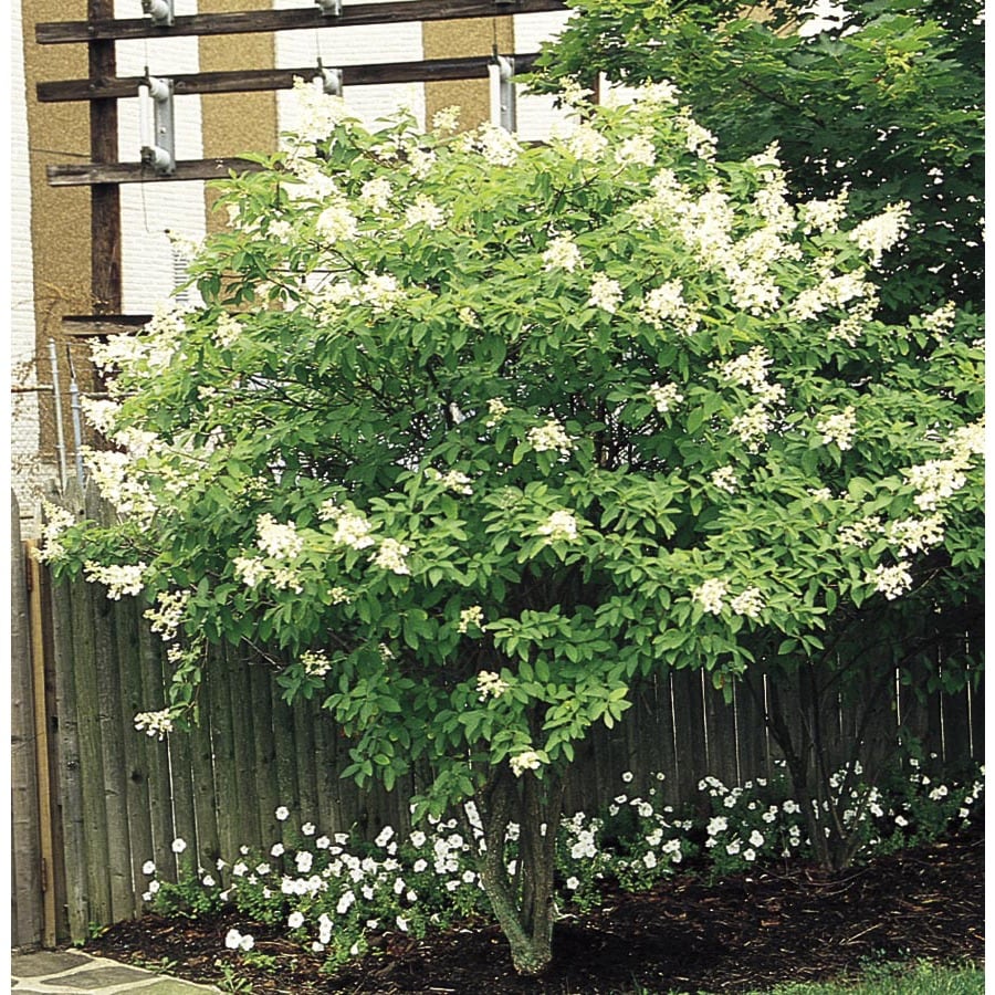 white-tardiva-hydrangea-tree-flowering-shrub-in-pot-with-soil-l11835