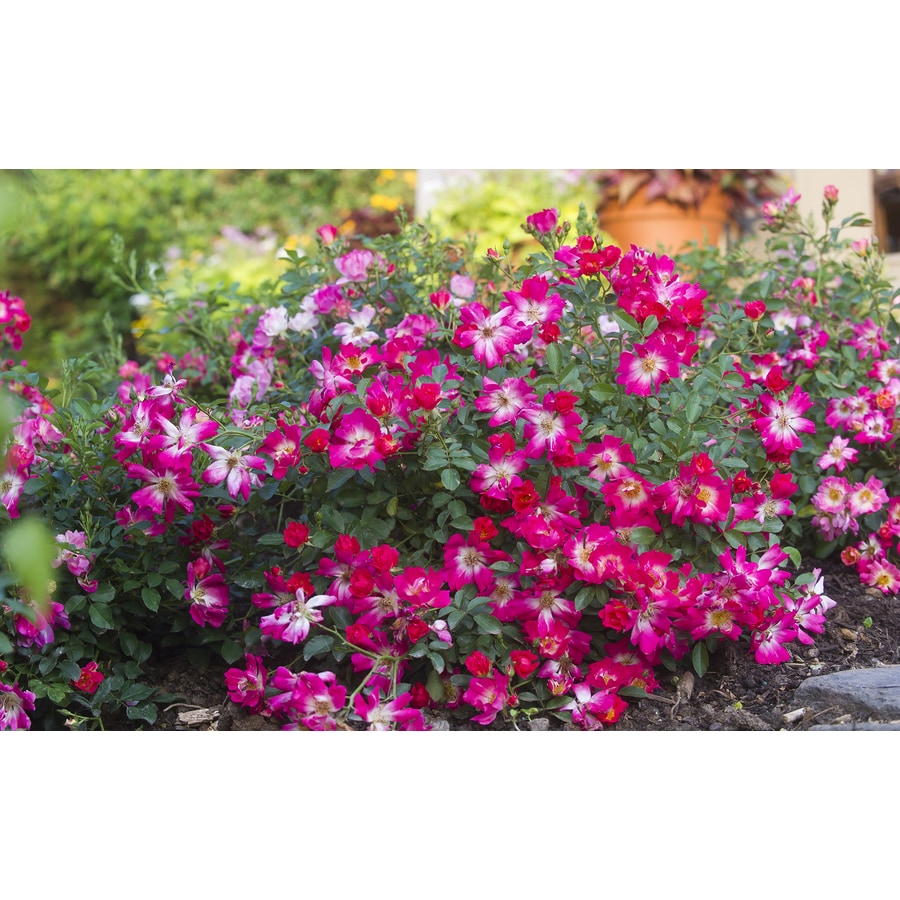 2Gallon Pot Pink Drift Rose at