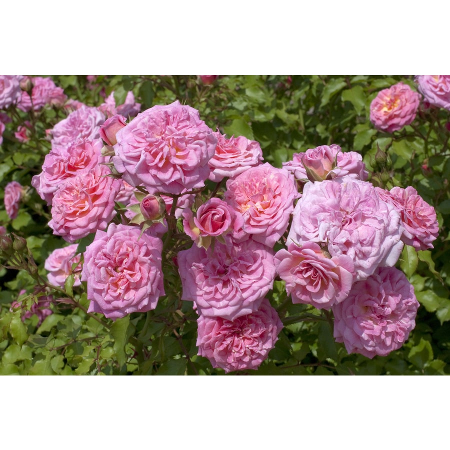 2Gallon in Pot Pink Drift Rose Sweet at