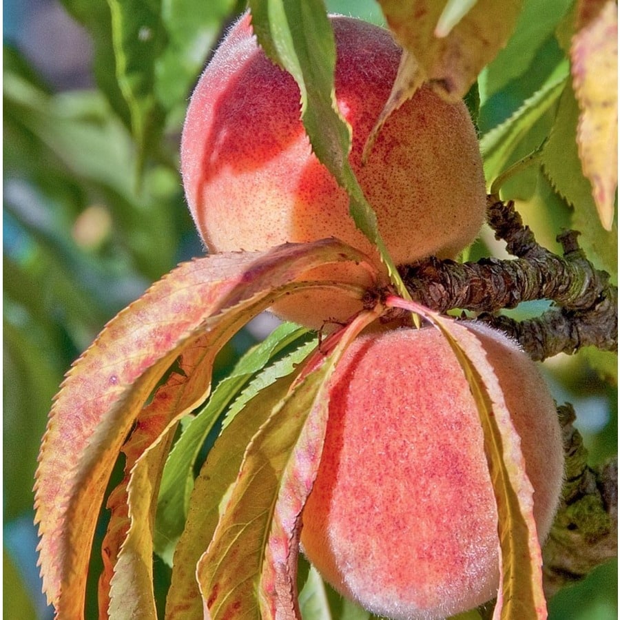 contender peach trees