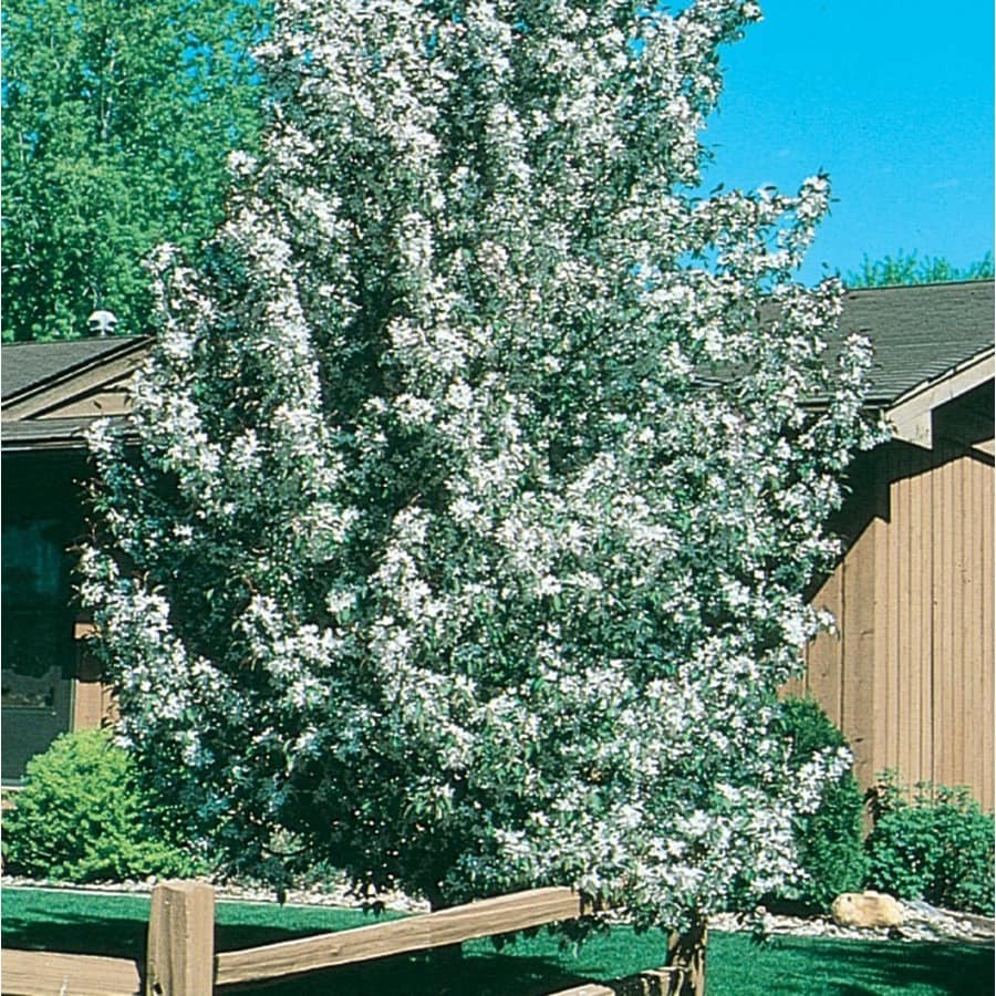 sugar tyme crabapple tree