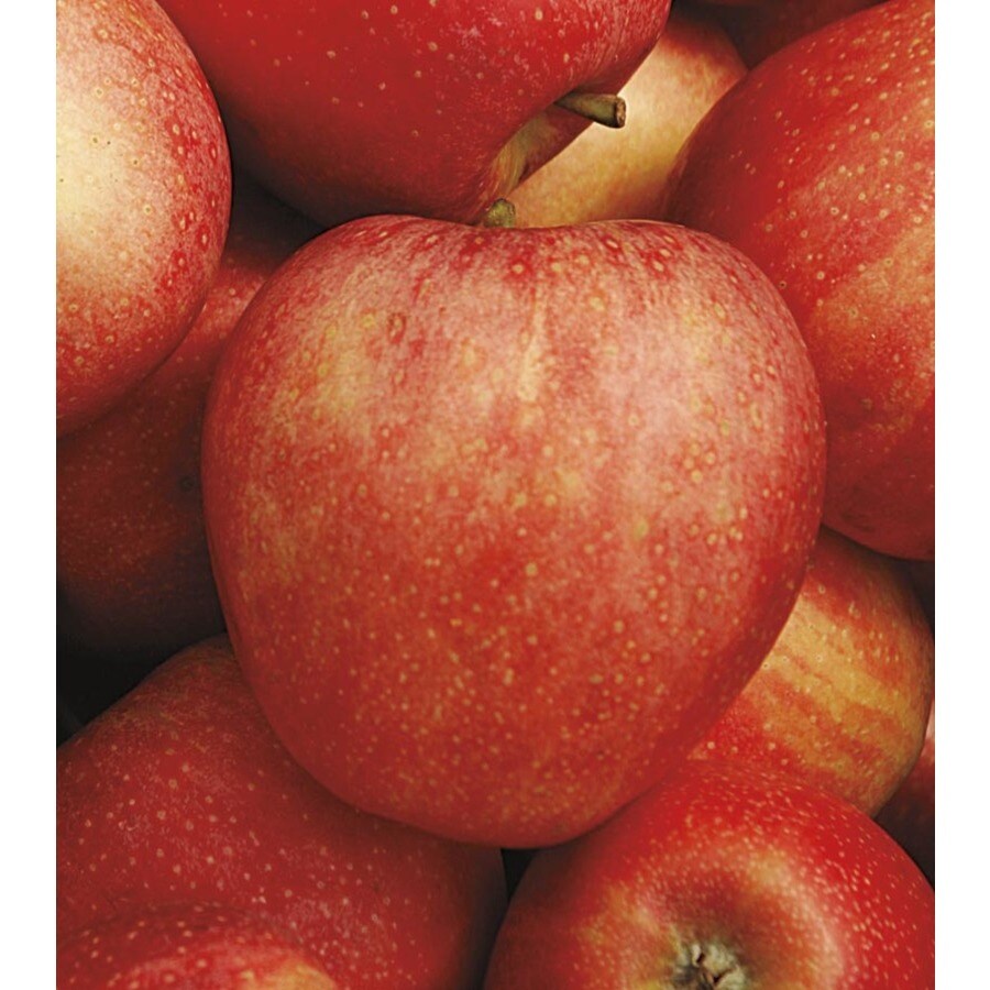 Malus 'Honeycrisp' Pp7197 Tree (L11893) at