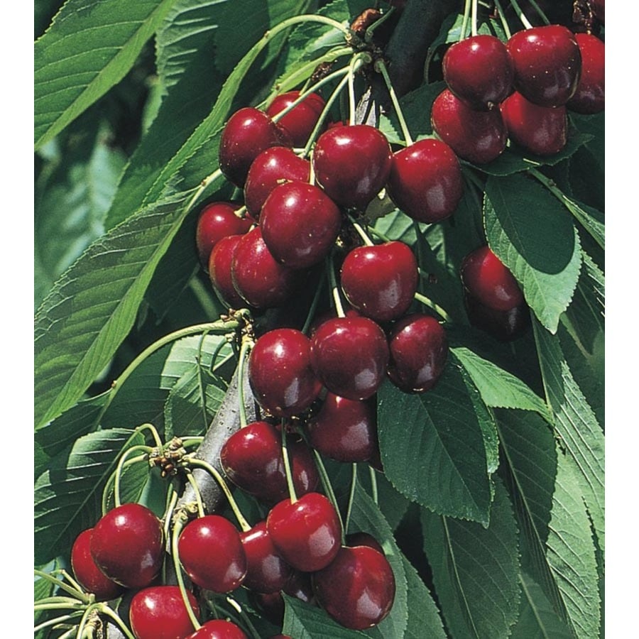 Prunus Cerasus 'North Star' Tree (L4546) at Lowes.com